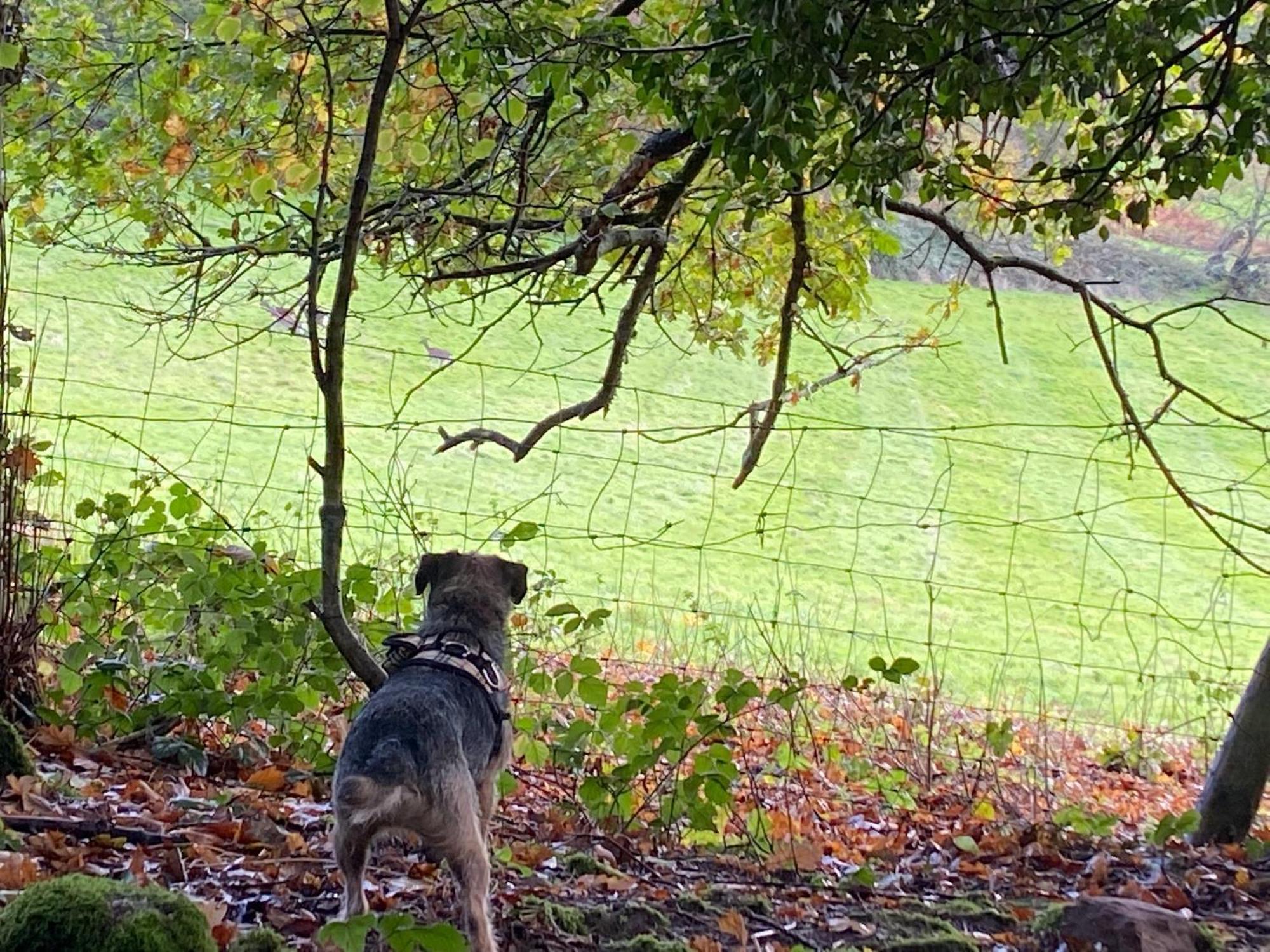 Steeple View - Romantic Wye Valley - Dog Friendly Newland